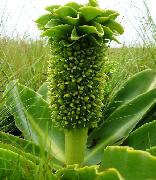 Eucomis autumnalis subsp.  clavata, Verlorenvallei; Photographed by Judd Kirkel